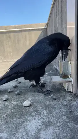 #الغراب_الاسود الذكي 🙄😳 Watch Crow Intelligence @Anis  🤔