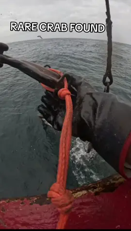 RARE SPECIES FOUND SCIENCE TRIPS HIGHLIGHTS!! 🔥 #commercialfishing #lobster #lobstertok  #SCALLOPS #FISHING #OCEAN #CRAB #FYP #fypシ #viral 