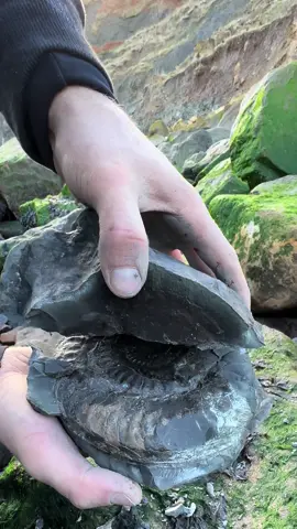 Here’s an ammonite rock that we found amongst the stones and opened up with our trusty hammer 🏝🌊 Inside, a stunning Hildoceras ammonites from the Jurassic 😍🦑 This ammonites is around 185 Million Years Old 💀  If you would like an ammonite rock to crack open, please message us directly @yorkshire.fossils or visit our website Yorkshirefossils.NET 🦕 For more videos, check out our YouTube channel Yorkshire Fossils 🏝 Thanks for supporting our page! 🐊 #natural #nature #fossil #fossils #ancient #animals #art #ammonite #ammonites #dinosaur #scientist  #minerals #paleontology #whitby #geologist #dorset #geology #charmouth #jurassic #yorkshire