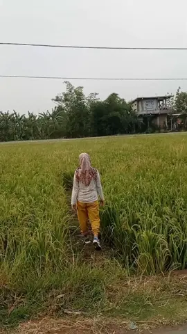 berdamai dengan alam.  #fyp #mentaripagi #udarapagi  #menikmatipagi #selalubersyukur 