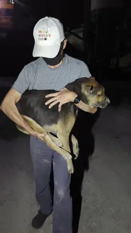 Nirescue namin isang aso na pinapalo #animalshelter #rescuedog #dogs #fyp #foryourpage 