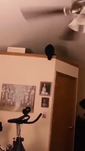 🤣🤣#cat #cats #cutecat #catlover #catsoftiktok #fyp #fypシ #foryou #foryoupage #funny #funnycat #funnyvideos #funnyanimals #funnytiktok #kitty 