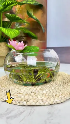 BS  Bể cá mini tròn để bàn ,chậu thuỷ sinh trồng cây #TikTokAwardsVN2023 #Master2023byTikTok #beca#chauthuysinh  