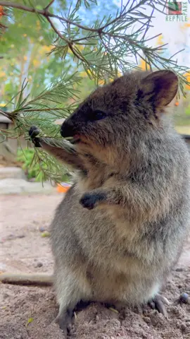 Clover the quokka loves a midday snack 💚 #quokka #cuteanimals #wildlife @australia #seeaustralia  #feelnsw #australianreptilepark