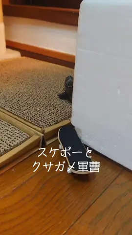 軍曹の遊び方🐢 #笑ったらチャンネル登録 #🐢 #猫と亀 #クサガメ #クサガメ軍曹 