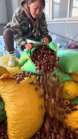 Lạnh rồi, mua hạt dẻ nướng bơ thui  #hatde #hatdetuoi #hatdetrungkhanh #trending #xuhuongtiktok #hatdesong 