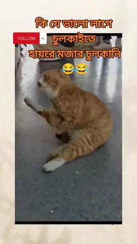 কি যে ভালো লাগে চুলকাইতে  হায়রে মজার চুলকানি😂😂#সবাই_একটু_সাপোর্ট_করবেন_প্লিজ #support_me #unfreezemyacount #trendingvideo #trend #tiktok #fyp #fypシ #cutecat #tiktokbangladesh #trending #catlover #foruyou #viralvideo #viral_video #video #funny #funnyvideos #funnytiktok #funnyy #funnyvideo #funnycat #videos 