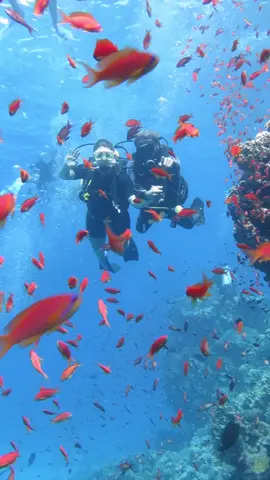 محميه راس محمد غوص ترفيهي #scubadiving #sharmelsheikh #rasmohammed #sharmelsheikh 