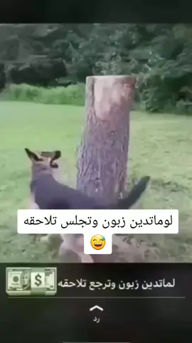 #الشعب_الذماري_ماله_حل😂😂🙋🏻‍♂️ #ذمار_صنعاء__إب_تعز #🇾🇪المملكة #فديوهات_مضحكه 