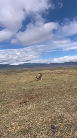 #lion #lions #thematinggame #safari 