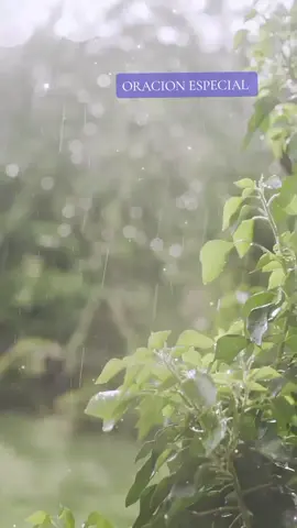 Oración Especial #seleneangeldeluz #oracionespecial #televen #masalladelasestrellastv #oracionespoderosas #oraciones #oracion #fe #jesus #angeles #jesuscalmalatormenta 