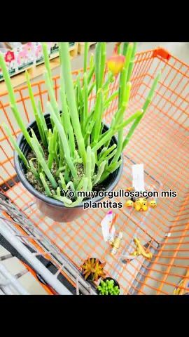#laseñoradelasplantas #rezenpormisplantas😂 #fyp #foryou #viral #contenido #parati #paratiiiiiiiiiiiiiiiiiiiiiiiiiiiiiii #risa #comedia #homedepot 