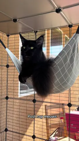 #mainecoon #funnymeow #mainecooncat #catsoftiktok #funnycat #catnap #mainecooncatsontiktok #cattok #fyp #blackcat 
