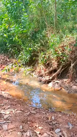 ba rắn cỏ lên mạng đăng tào lao cắn chết mấy chịu àk 🤣