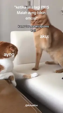 #xyzbcafypシ#fyp#stori#capcut#fyptiktok#tiktokindonesia#bengkulutiktokmenyapa#koutes#vibescewe#MoodCewe#viraltiktok#jawastori#storiwa 