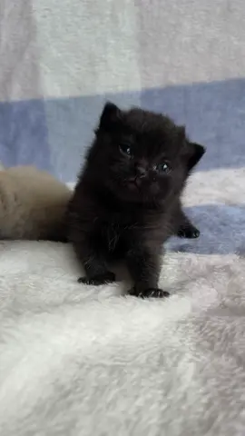Tiny black kitten