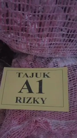 packing bosku🙌🚀 #nganjukjawatimur #nganjuk  #enrekangsulawasiselatan #bibitbawangmerahnganjuk #bibitbawangmerah #petanisukses #petaniindonesia🇮🇩🇮🇩🇮🇩🌿🌿 #petanibawangmerah 