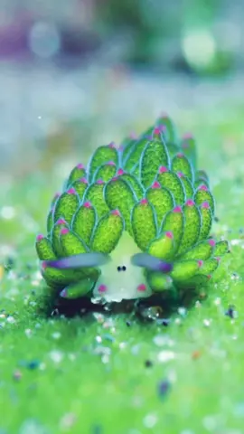 Meet the leaf sheep, a tiny sea slug that looks like a cartoon sheep 🐑 This amazing creature is one of the select few in the world that can use algae for photosynthesis. It gets its energy from the sun, just like plants. Astonishing, right? 🌱 📽️ @undersea_gameqmi #seaslug #marinelife #ocean #animals #oceanlife #oceanlover #sea #animallover 