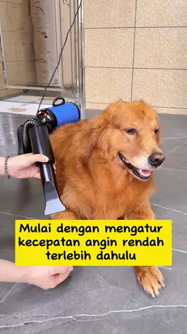 #pethairdryer #doghairdryer #cathairdryer #anjingtiktok🐶 #anjinggemoy #anjinglaut 