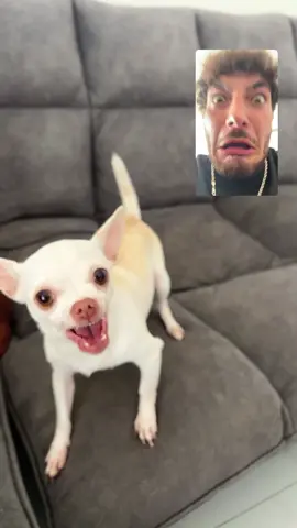 So yes Basically thats how we looks when we playing😂❤️(ניקי עוד תביא את השלום) #fyp #chihuahua #dog #nikiozeri #angrydog #kuchikuchi #mreviatar #niki 
