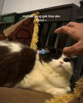 digigit, dicakar, digangguin pas lagi tidur aku hanya menganggapnya dia cuma sedang ngajak bermain 😭😹 #kucinglucu #kucing #catsoftiktok #fypシ゚viral #kucinggemoy #aesthetic #kucinggemuk #kucingbermain 