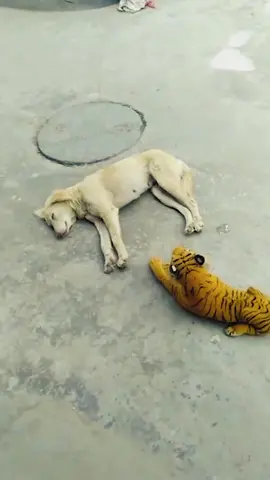 Episode 20 | 😂😂#animals #pet #cat #dog #dogsoftiktok #catsoftiktok #viralvideo #viral #cats #dogs #funny #pets #funnyvideos #🤣🤣🤣 #🤣 