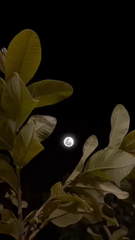 رشتے نبھانے کے لیے دو خوبصورت دلوں کی ضرورت ہوتی ہے ایک اعتماد والا اور دوسرا احساس والا❤️💫 #foryou #viralvideo #aikarielbees #naturevibes #tiktokpakistan #asthetics #trending 