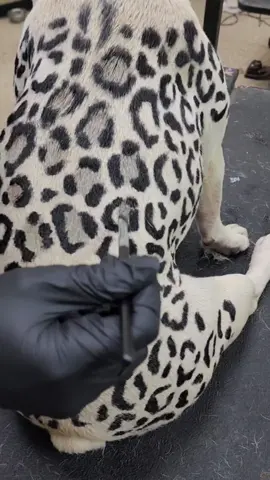 All products used are dog safe, vegan, non-toxic, fda approved dog hair dyes from Opawz. We used opawz super black and loyal brown permanent pet dye that is expected to last several months on her coat. You can visit their website for more information. Only use pet safe products on our furry friends. #doggone #petspa #ultimatepetspa #fyp #pets #pet #frenchie #frenchbulldog #frenchiesoftiktok #opawz #opawzdogdye #opawzpermanentdye #creativegrooming #creativegroomingisnotabuse #trend #standout #doggrooming #doggroomer #dog #dogs #doggone #leopard #leopardprint #leoparddog #doggie #animalprint #funnyanimals #funnydog #sillydog #doggo #dogday #spots 