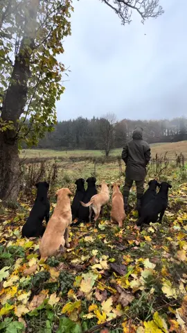 Another good day on the office, wet to start #pheasantshooting #labradorretriever #chocolatelab #foxredlab #yellowlab #blacklabsquad #training #teampureflax #gundogtrainer  #slingleygundogs #pickingupteam  #instavideo