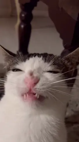 crunchy ASMR cat #funnyanimals #funnyvideo  #fyp  #funny  #meme  #memes  #tumbarec  #crunchycat  #cat  #eatingcat #asmr #catasmr