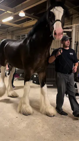 This big boy is 18.2 hh😱 #clydesdale #equestrianvibes #equestriantiktok #showhorse #clydesdalesoftiktok 