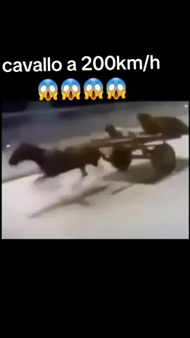 #furiadevastante #cavallo #200khm #velocissimo #bellissima #grande #cavallochallenge #corsa #seguimisuyoutube #followers😘thank #followers➕ #seguochimisegue #unico #maivisto #formidable #hgr_💐 #strada 