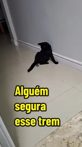 Banguela e a sua fixação pelo rabo fujão . #videosdivertidos #animaisdivertidos #gatostiktok #gato 