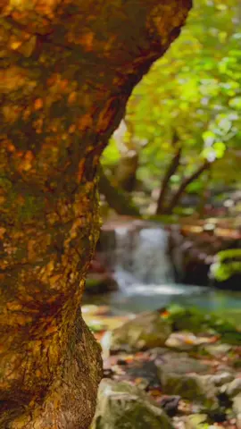 🍁🍂 #kurdistan #nature #autumn 