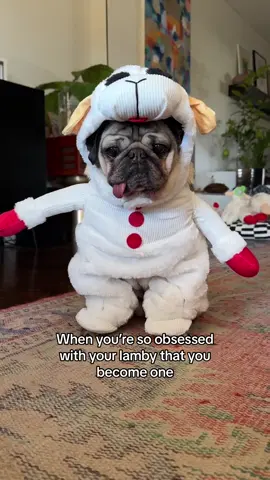The lamby obsession is real!! ❤️ #dogsoftiktok #dougthepug #pugsoftiktok 