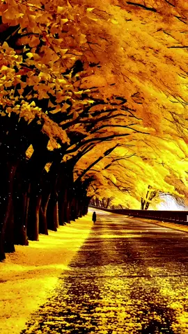 #music #fypシ #wow #Love #nature 