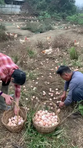 Egg picking time! #egg #chicken #farming #harvest 