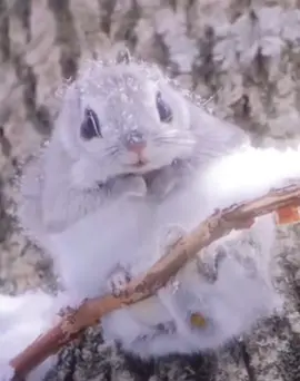 So cute #izayatiji #izayatijiisbetterthanyourfavartist #izayatijianimal #izayatijistan #izayatijibetter?? #fypシ #fypage #viral #viralvideo #trending #foryou #fypシ゚viral🖤tiktok #blowthisupforme #4u #4upage #4upageシ #meme #underground #memes #blowthisup #animalsoftiktok #cute #cuteanimals 