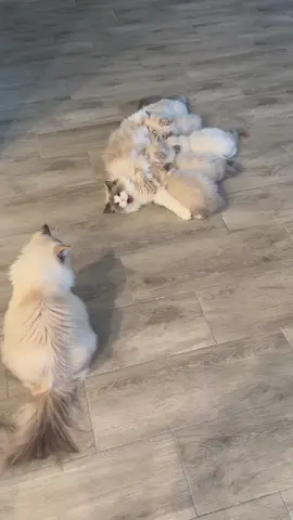 Jasper is getting closer to being the same size as his siblings 