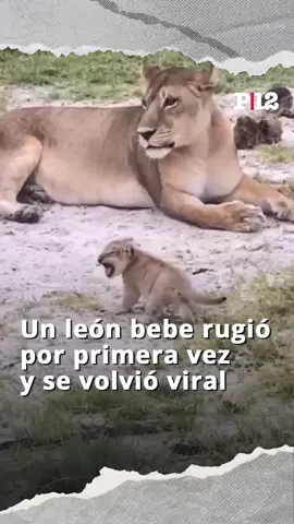 Lograron captar la primera vez que un león bebé rugió y el video se volvió viral. #animales #animalestiktok #leon #cachorros