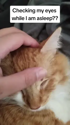 Just an eye check!! While I was asleep 😫 #orangefemaletabby #seventhecat1 #orangetabbycat #catlover #cats 