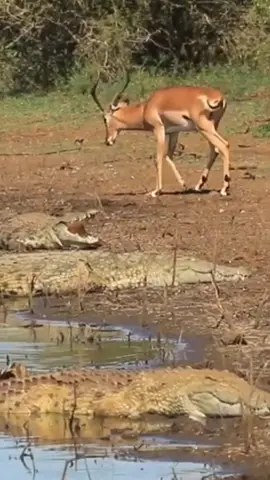 #antelope # crocodile#wildanimals #animal #tịktok #animalworld 