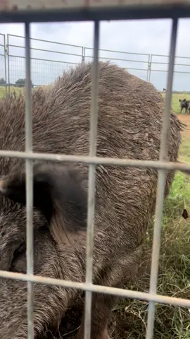 Big boar wanted all the smoke!!! #txhogtrappers #hogtrapping #gamechangertraps #wildhogs #bigboar #smithvilletexas #texas #geterdoneboys #bastropcounty 