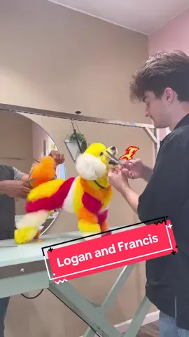 This collab is way overdue! @Logan ate this 🔥 Francis mom is @Jess ! #cutedog #doggroomer #bichonfrise
