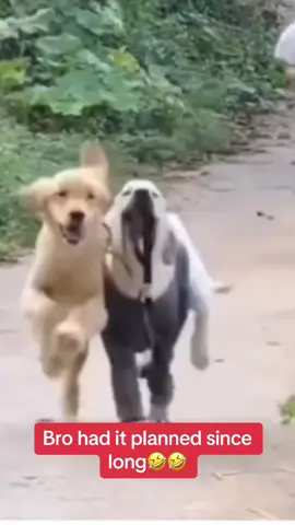 Bro used this opportunity 💯😂#dog #trending #trend #dogsoftiktok #funnydog #fyp #foryoupage #😂 #pet #viral #virall #viralvideo #fun #fynnyvideo #funny #funnyvideo #funnypet #forfun #forlaugh 