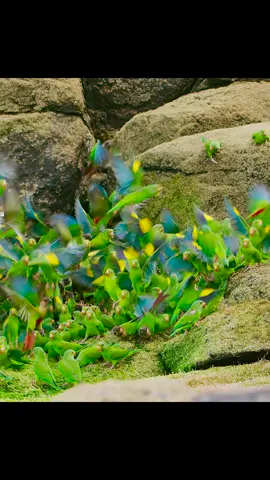 #plant #documentary #tiktok 