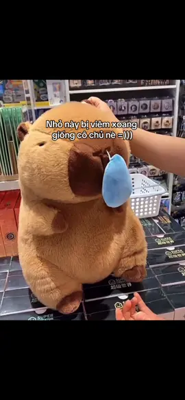 #capybara #gấubông #funny 