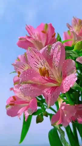 ดอกไม้สวยมาก #ดอกไม้ #สวยมาก #ธรรมชาติ