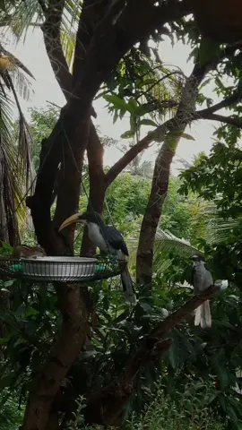 ජීවත් වෙන හැමෝම සංචාරකයොද. ? #fyp #foryou #fypシ #viral #trending #srilankan_tik_tok🇱🇰 #morningview #nature #naturelover #birds 