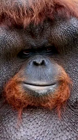 orangutan male, chief of the monkey family orangután #aninal #nature #wildlife #wildanimals 